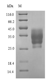Human BSG protein