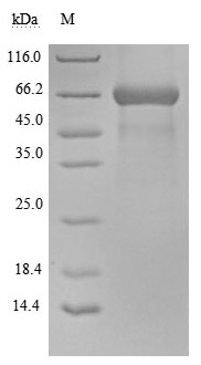 Human CD48 protein