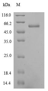 Human EFNA5 protein