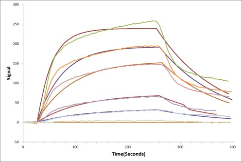 Human EPHA3 protein