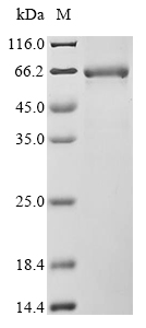 Human FGL1 protein