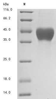 Human Mesothelin protein