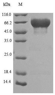 Human TACSTD2 protein