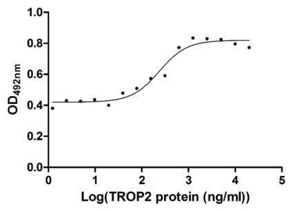Human TACSTD2 protein
