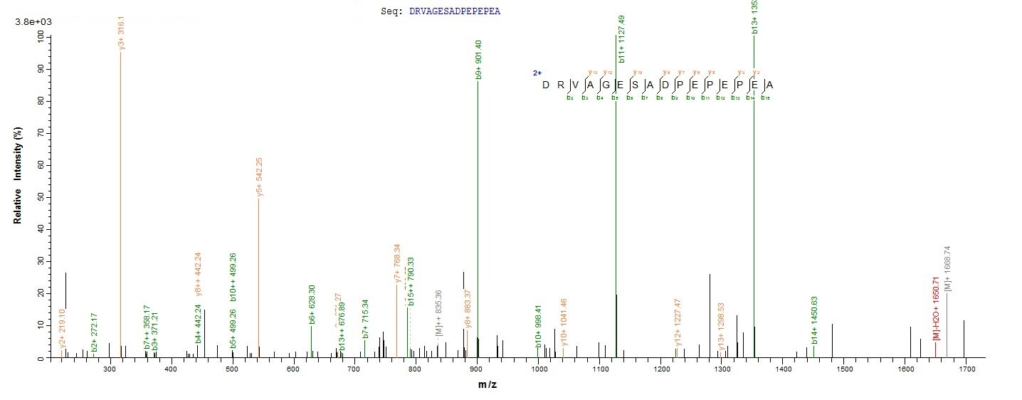 Rat TGF beta 1 protein