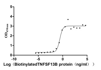 Human Tnfrsf17 protein