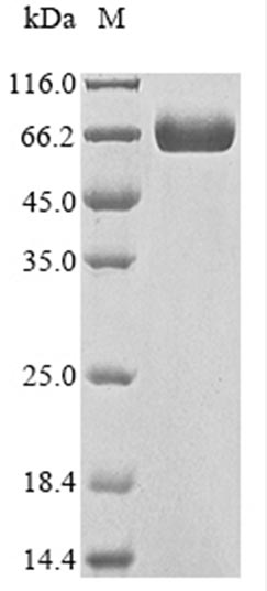 Human CD276 protein