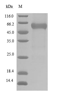 Human BTLA protein