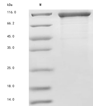 Human FCRL5 protein