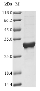 Rat Hmgb1 protein