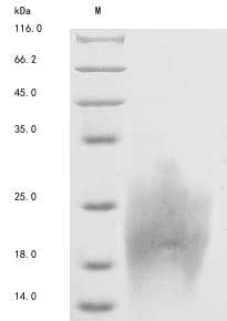 Human HOXA2 protein