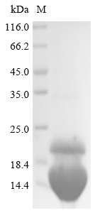 Rabbit IL2 protein