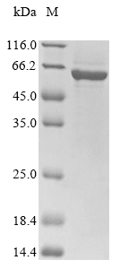 Rat Nup62 protein