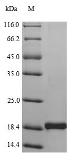 Human TNF protein