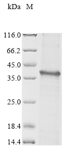Mouse Tnmd protein