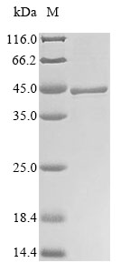 Bacteria ipaB protein