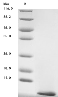 Animal Lqh7 protein