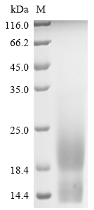 Human SCGB2A2 protein