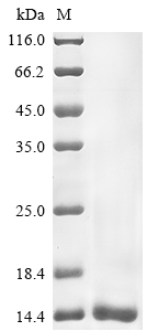 Animal Amm8 protein