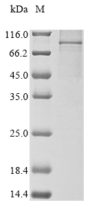 Human BRF1 protein