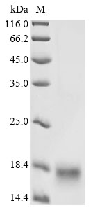 Mouse Ly6k protein