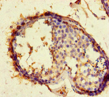 ACE2 Antibody