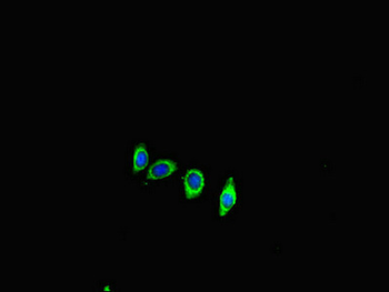 ACE2 Antibody