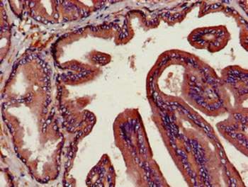 DPP4 Antibody