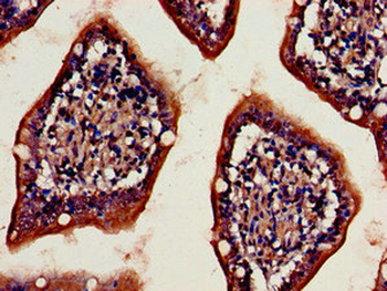 DPP4 Antibody