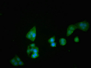 DPP4 Antibody