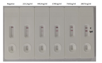 S Recombinant Monoclonal Antibody