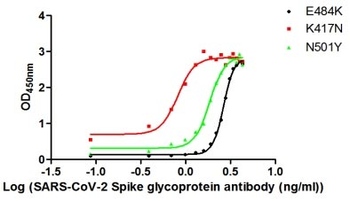 S Recombinant Monoclonal Antibody