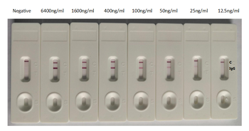 SARS-CoV-2 Spike RBD Nanobody Antibody