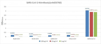 N Recombinant Monoclonal Antibody