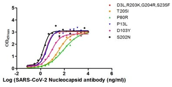 N Recombinant Monoclonal Antibody