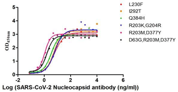 N Recombinant Monoclonal Antibody