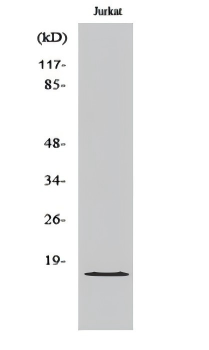 GADD45G Antibody