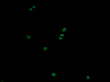 GAPDH Antibody