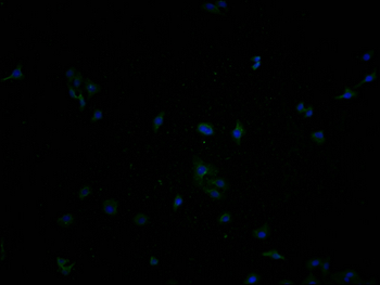 GAPDH Antibody