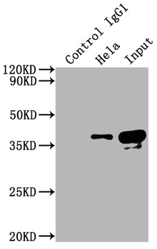 GAPDH Antibody