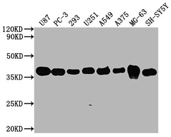 GAPDH Antibody