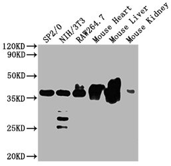 GAPDH Antibody