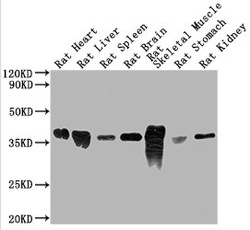 GAPDH Antibody