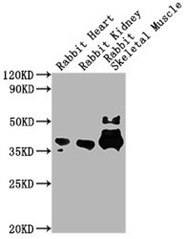 GAPDH Antibody