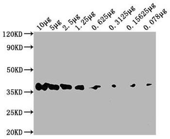 GAPDH Antibody