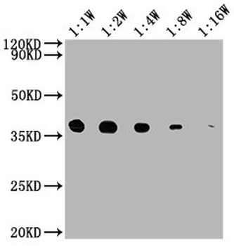 GAPDH Antibody