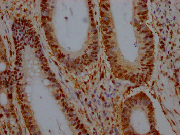GAPDH Antibody
