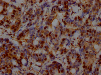 GAPDH Antibody