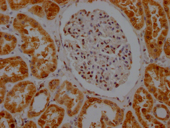 GAPDH Antibody