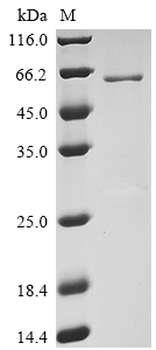 Human Transmembrane protease serine 2 protein